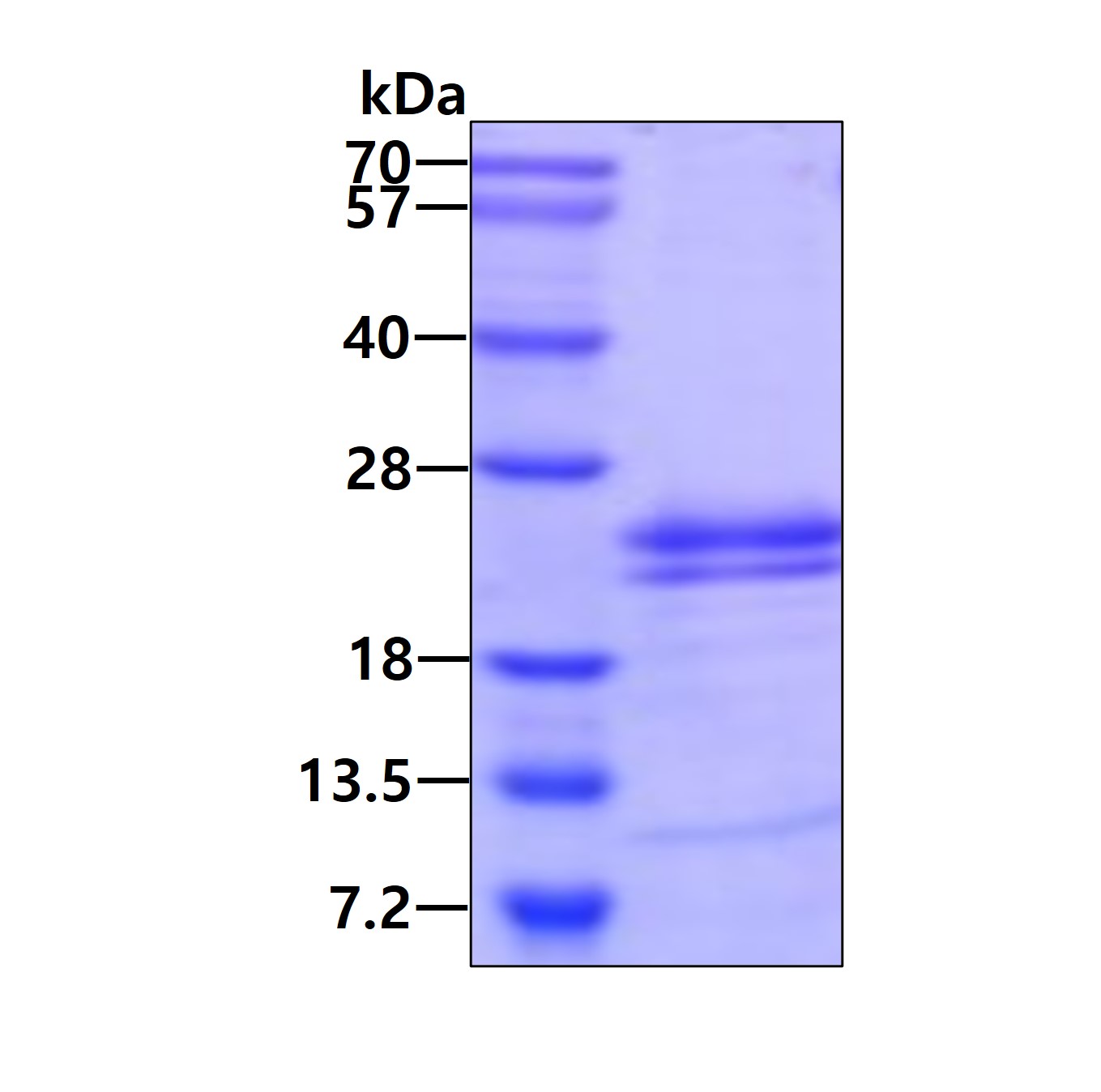 Recombinant human IL...