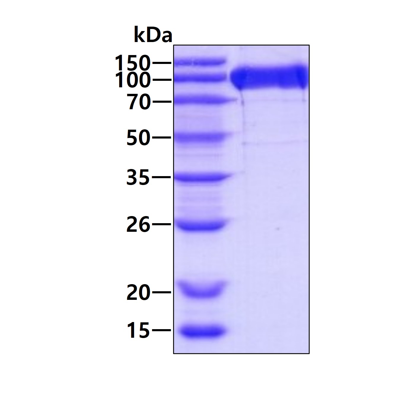 Recombinant human LI...