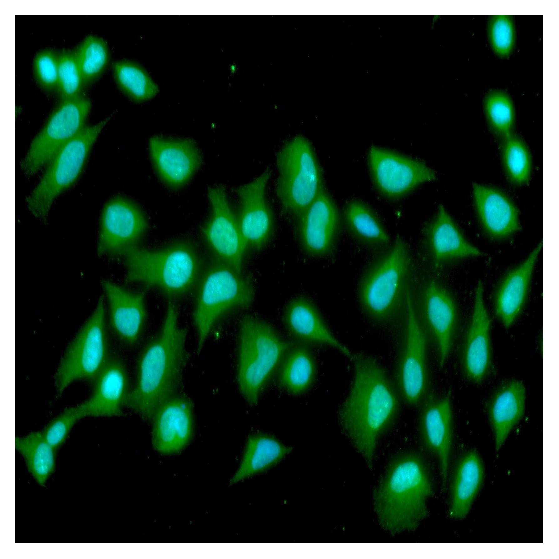 Human IL-15 antibody...