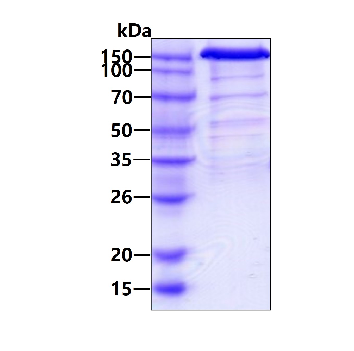 Recombinant mouse VE...