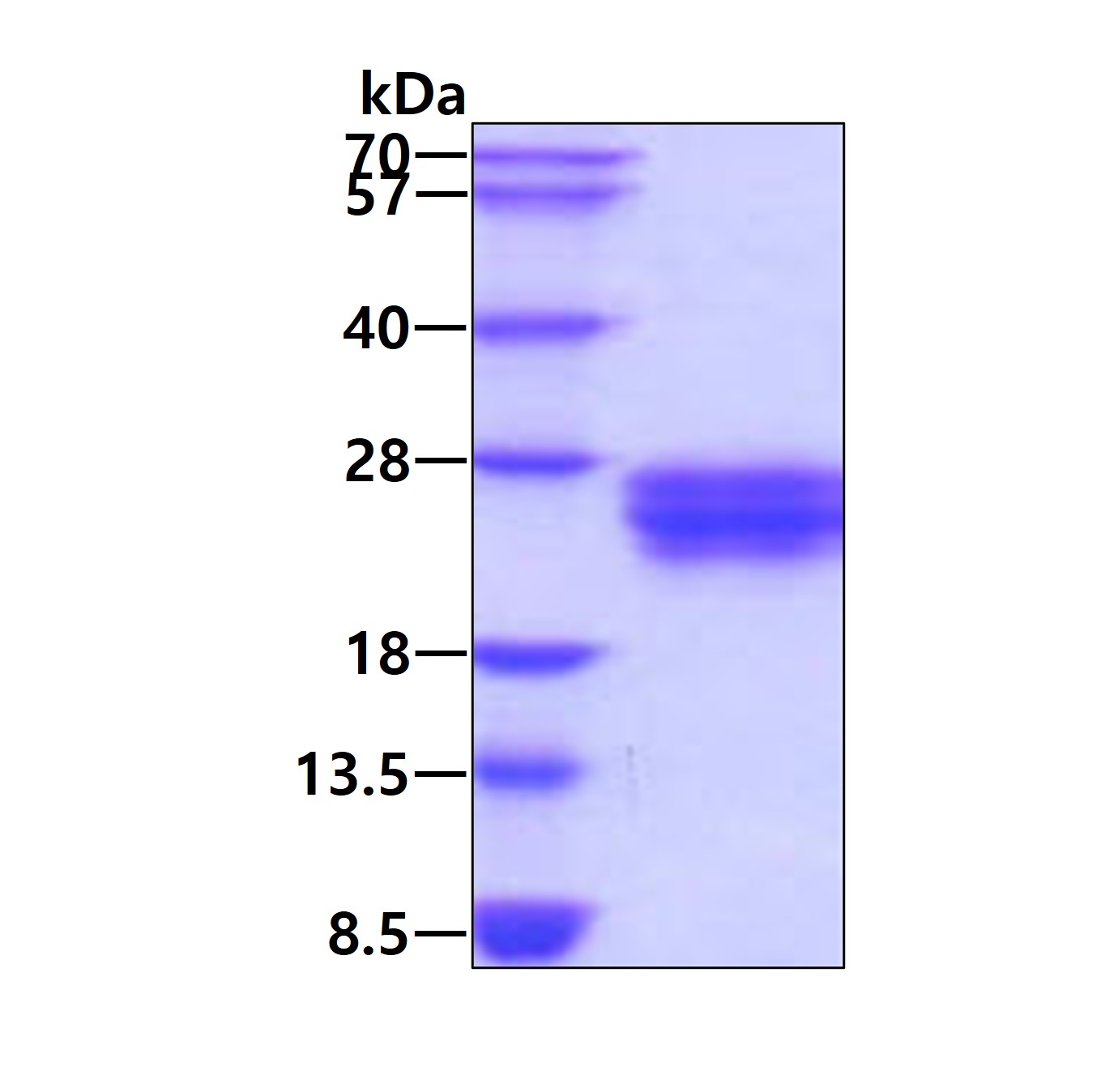 Recombinant human Fl...