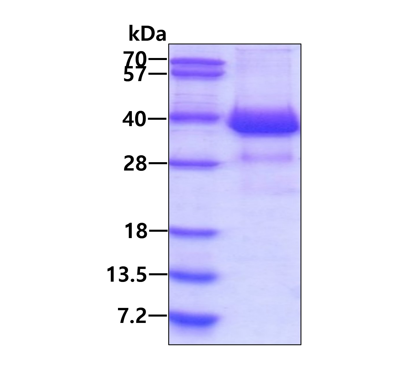 Recombinant human CD...