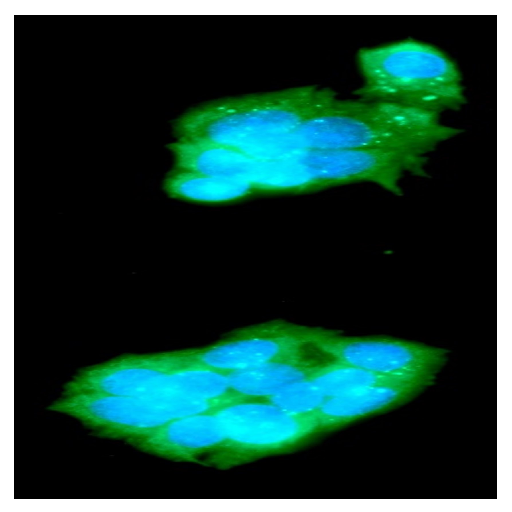 Human TREM2 antibody...