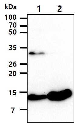 The Cell lysates of A549 (35ug) were resolved by SDS-PAGE, transferred to NC membrane and probed with anti-human CSTB (1:1000). Proteins were visualized using a goat anti-mouse secondary antibody conjugated to HRP and an ECL detection system.The Cell lysates (40ug) were resolved by SDS-PAGE, transferred to PVDF membrane and probed with anti-human CSTB antibody (1:1000). Proteins were visualized using a goat anti-mouse secondary antibody conjugated to HRP and an ECL detection system.Lane 1. : U-87MG cell lysate 