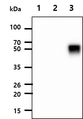 Human H3N2/HA recombinant protein (100ng) were resolved by SDS-PAGE, transferred to PVDF membrane and probed with anti-human H3N2/HA antibody (1:1000). Proteins were visualized using a goat anti-mouse secondary antibody conjugated to HRP and an ECL detection system.