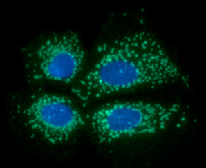 ICC/IF analysis of PDKZ1 in Hep3B cells line, stained with DAPI (Blue) for nucleus staining and monoclonal anti-human    PDKZ1 antibody (1:100) with goat anti-mouse IgG-Alexa fluor 488 conjugate (Green).