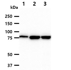 The cell lysates (40ug) were resolved by SDS-PAGE, transferred to PVDF membrane and probed with anti-human MCM7 antibody (1:1000). Proteins were visualized using a goat anti-mouse secondary antibody conjugated to HRP and an ECL detection system.Lane 1.: HeLa cell lysateLane 2.: Jurkat cell lysate Lane 3.: K562 cell lysate