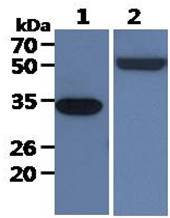 All lanes : THP-1 Whole Cell Lysate (40ug);;Lane 1. : Anti-GAPDH antibody (ATGA0181);;Lane 2. : Anti-Beta tubulin antibody (ATGA0196) {ATGL0013-WB.jpg}