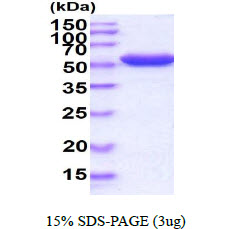 3ug by SDS-PAGE under reducing condition and visualized by coomassie blue stain.